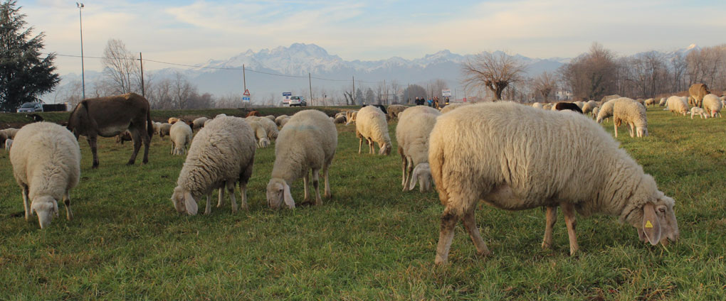 Animali al pascolo