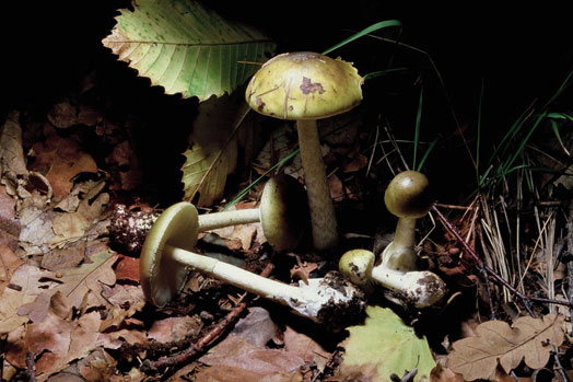 Amanita phalloides