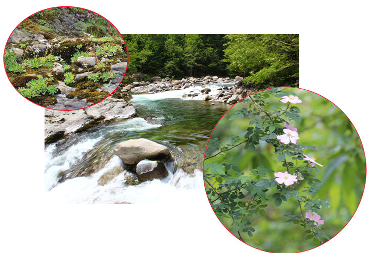 Torrente Mastallone a Bocciolaro. Vegetazione riparia