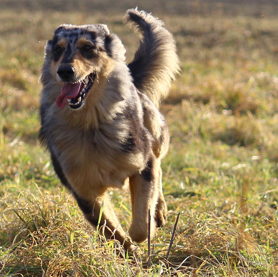 L a Grisa era un cane pastore molto simile a quello qui fotografato di recente.