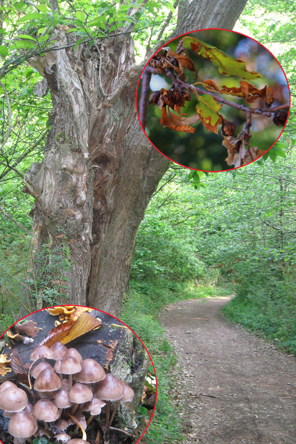 Fotomposizione con vecchi castagno, funghi e galle 