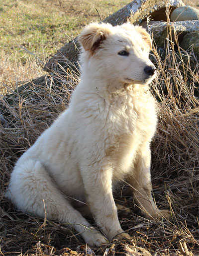 Cuccio di cane pastore che impara dai genitori