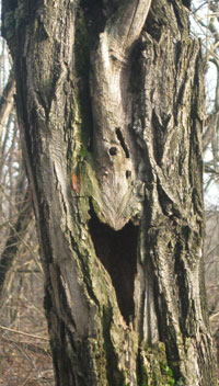 Robinia con cavità