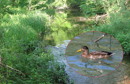 Fotomontaggio anatra, Lame del Sesia