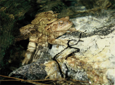 Rospi in accoppiamento e uova 