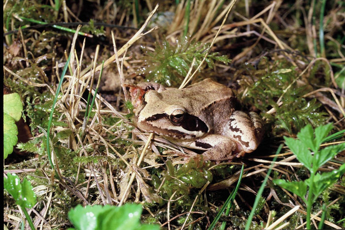 Rana di bosco, o rana temporaria