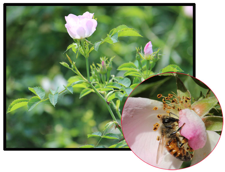 Fotomontaggio  con rosase lvatica e ape bottinatrice tra i petali.