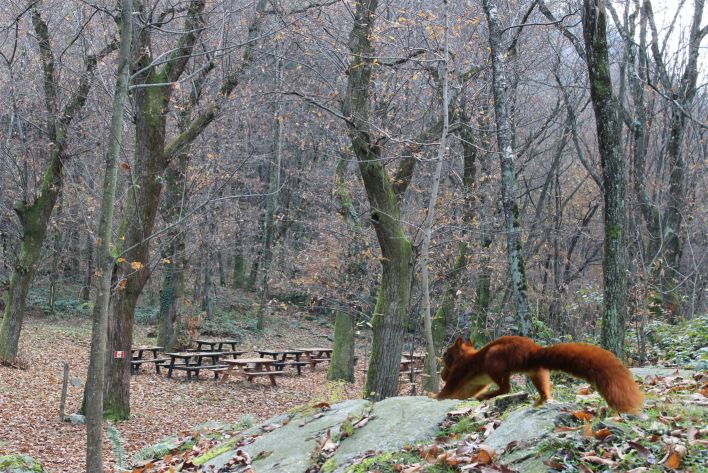  Uno scoiattolo in corsa verso un vecchio castagneto attrezzato come luogo di sosta. L'immagine ricorda gli "arbu", ovvero  i castagni innestati  che, un tempo, erano chiamati anche "l'albero del pane". 