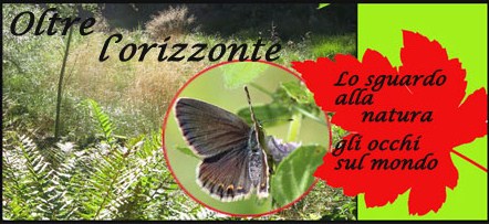 orizzonte, occhio, sgurado