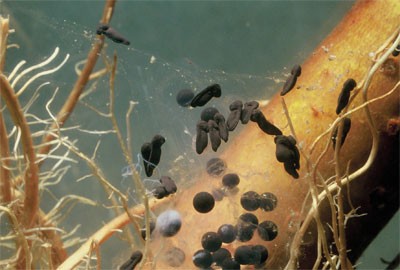 uova di rospo e girini in formazione