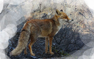 Un animale che rappresenta la furbizia: laolpe