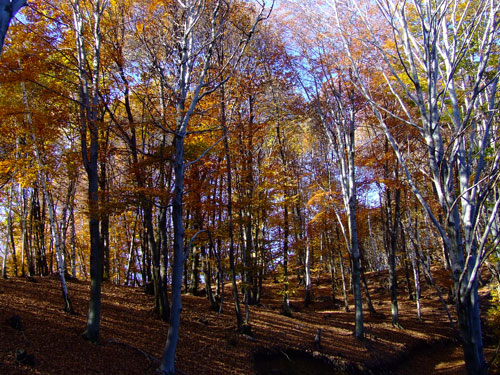 La faggeta sulla pista per Sorzano, autunno. L'intero territorio, un tempo coltivato,  è caratterizzato da manufatti quali i muri a secco di pietra che sorreggono i terrazzamenti ora occupati dal bosco. 