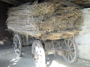 Canapuli ammassati su un carro