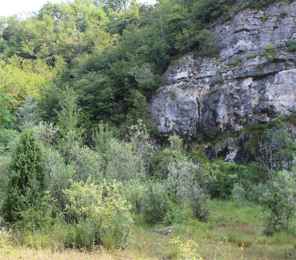 Fronte di cava colonizzato da piante pioniere.