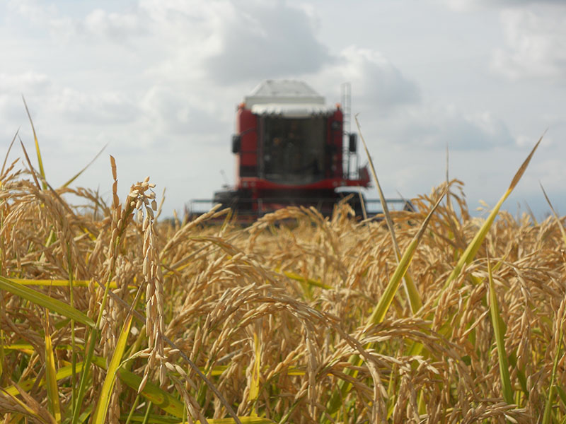 La mietritrebbiatrice, sintomo di un'agricoltura meccanizzata, ha sostituito gli uomini nel taglio del riso come i diserbanti le mondine.