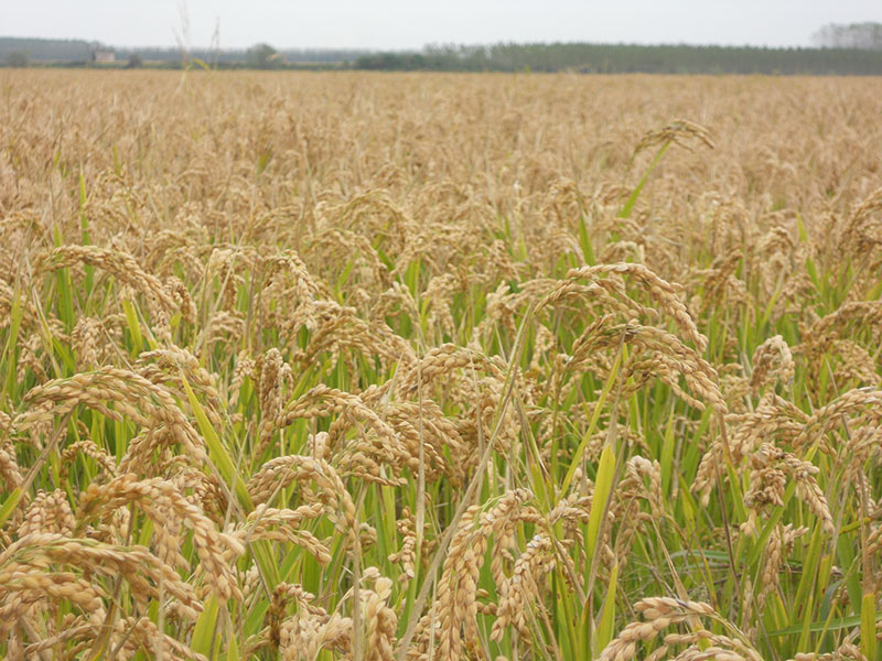 Sterminate risaie puntellano la campagna vercellese.