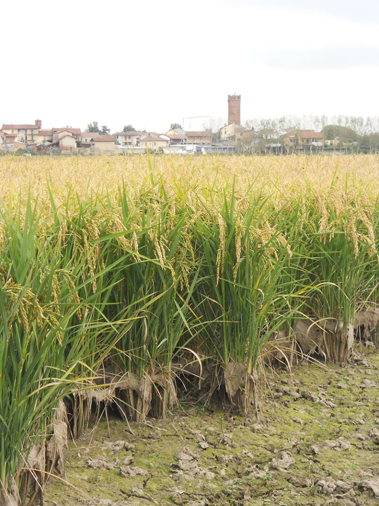 Palestro (PV) la risaia è asciutta e il raccolto pronto per la mietitura.