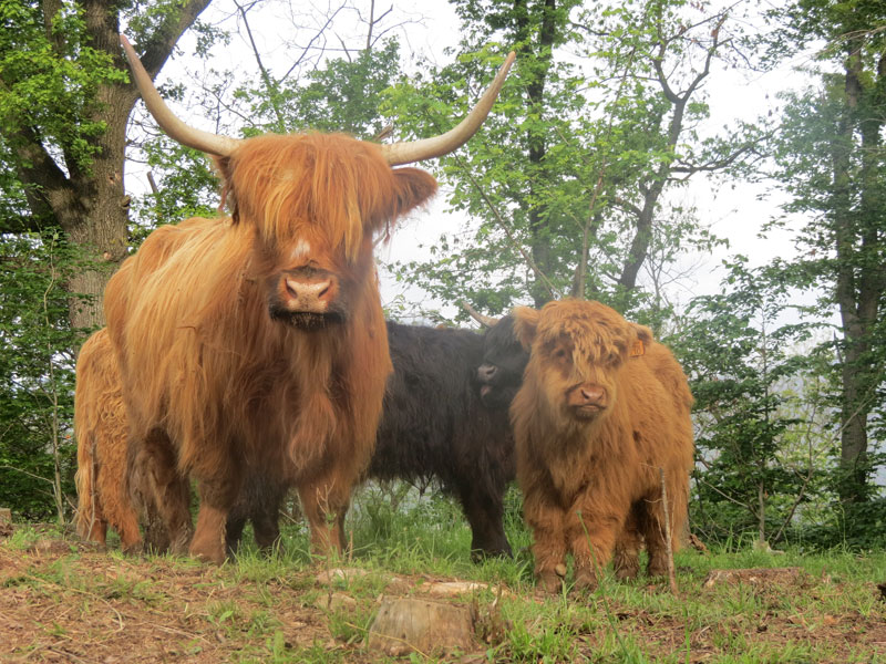 Sissi, Blackie e Jarno...