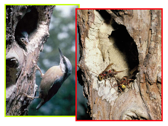 Due foto accostate mostrano una stessa cavità occupata – in tempi diversi – da un nido di Picchio muratore e da una colonia di Calabroni
