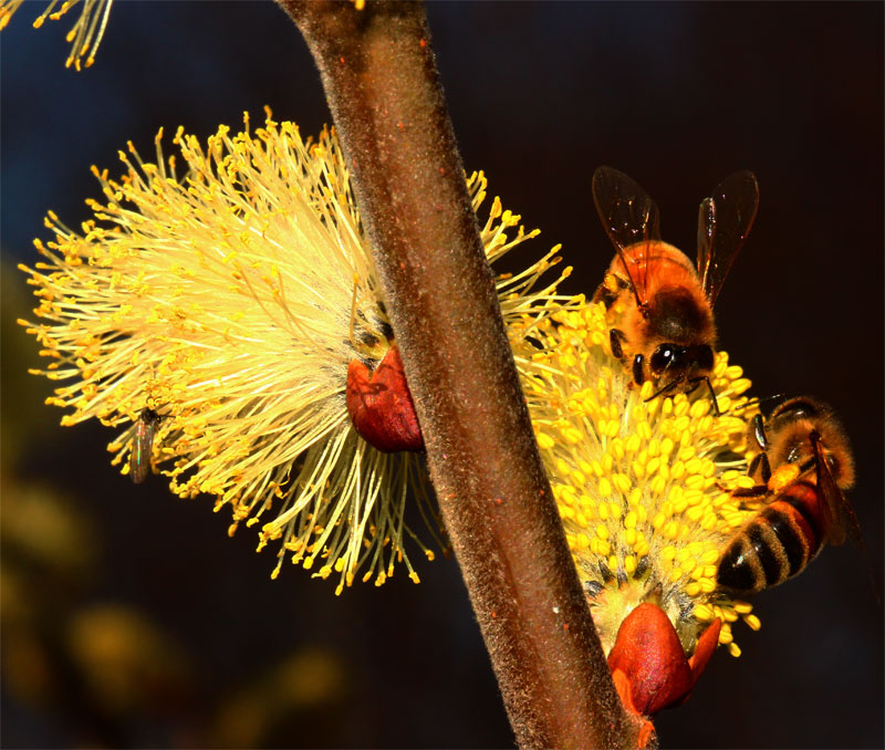 Fiori di salicone e api.