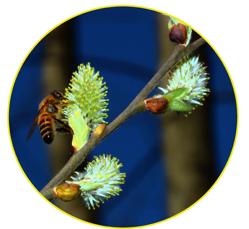 Salix caprea, fiore femminile visitato da un'ape.