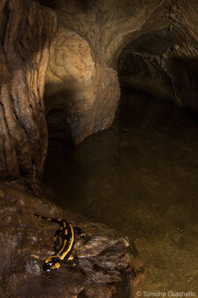 Salamandra in una grotta