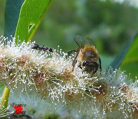 Particolare di un fiore maschile di castagno, con formica e ape mellifica