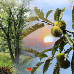 Processo di organicazione