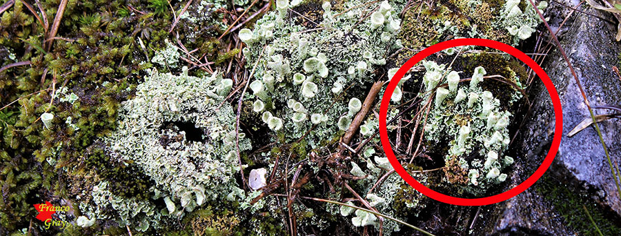 In evidenza: licheni del genere Cladonia