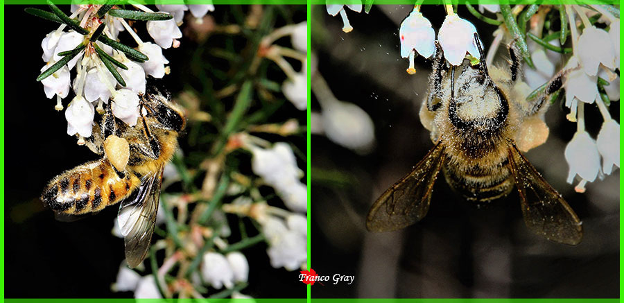 Erica arborea in fiore con api bottinatrici (Foto: Franco Gray)