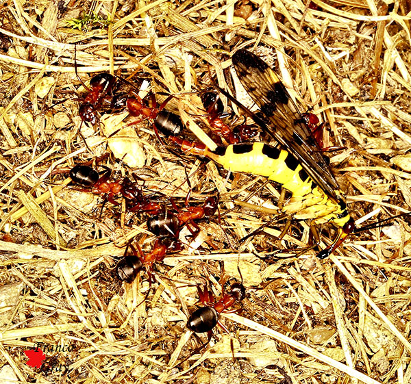 Formiche con insetto verso l'imboccatura del nido