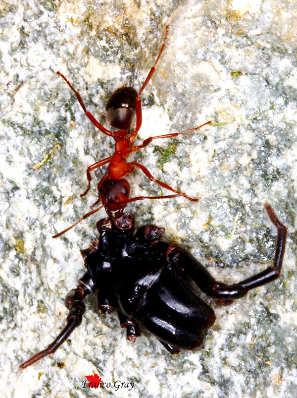 Formica su ostacolo con insetto  (Foto: Franco Gray)