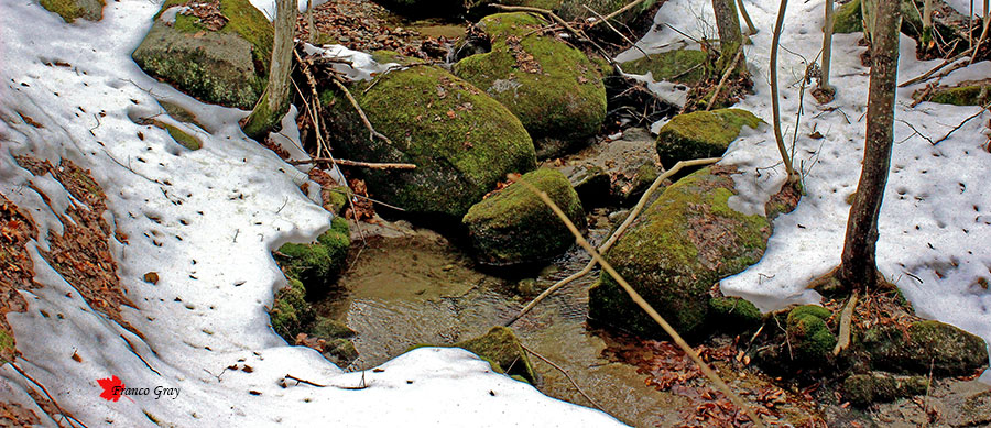 Ruscello tra un bosco innevato (Foto: Franco Gray)