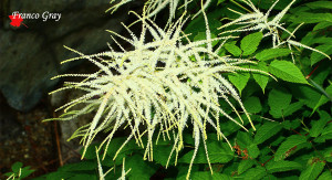 Aruncus selvatico in fiore