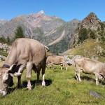 Bovini di razza Bruna- alpina al pascolo (Foto: Leonardo Vaira)