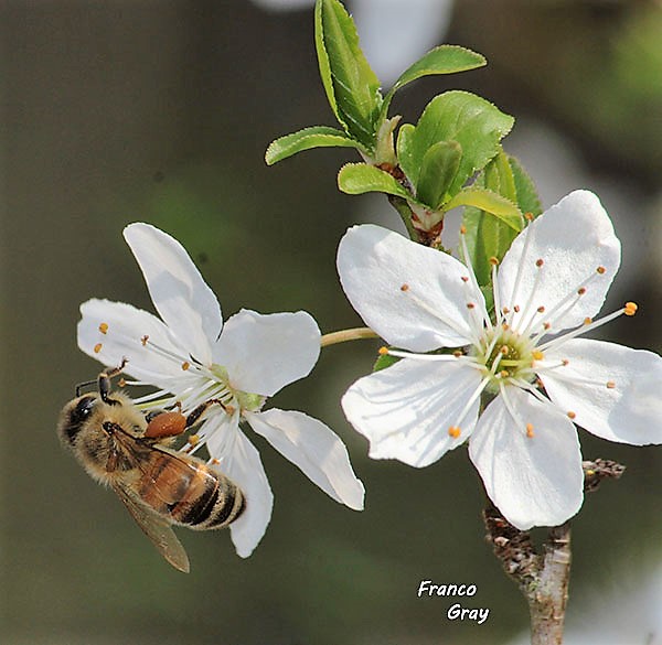 Ape e fiori di mirabolano. 