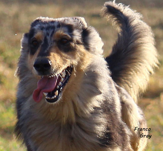 Cheviti, il cane del Barba Ricu
