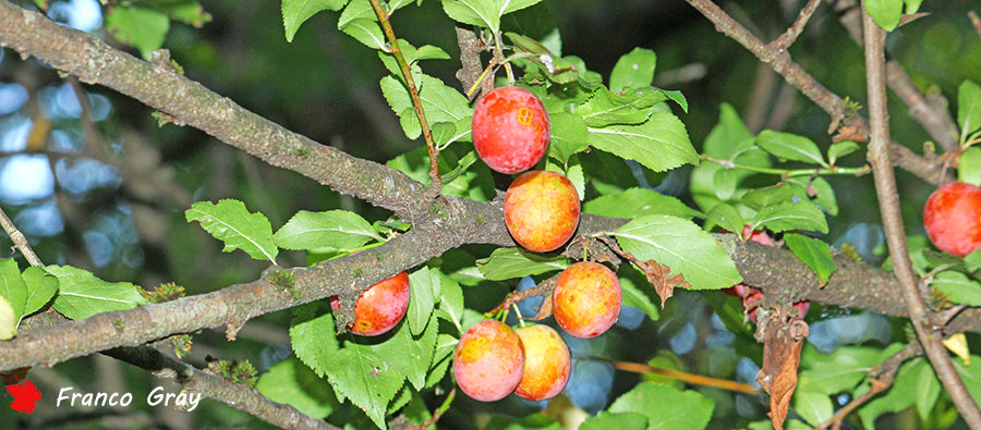 Frutti maturi di apprezzabili dimensioni, (Foto: Franco Gray)