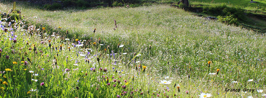 Prato in piena fioritura (Foto: Franco Gray)