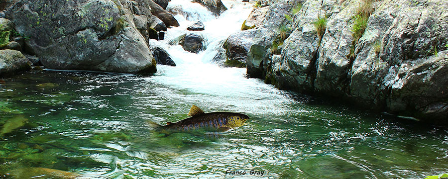 Torrente segreto con trota