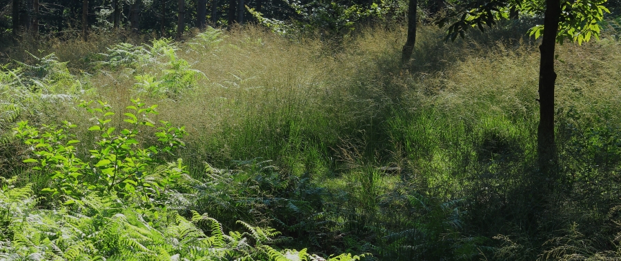 Radura con cespugli, erbe alte e arbusti