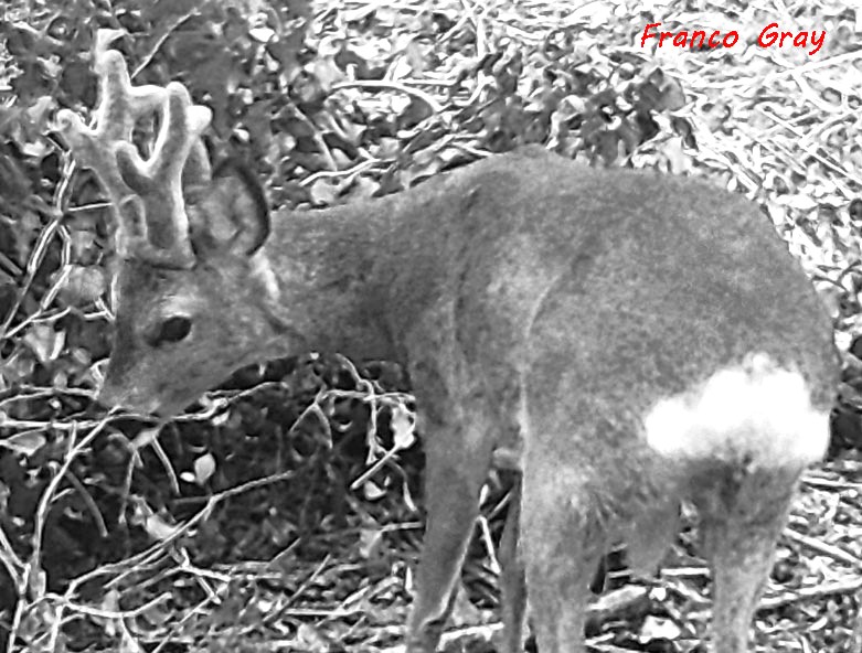 Capriolo maschio che si ciba delle fronde di edera cadute al suolo da un albero schiantato