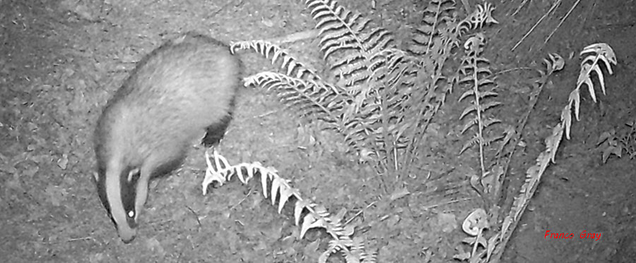 Tasso che si aggira tra le felci del sottobosco