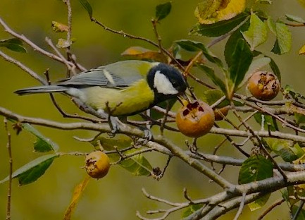 Cinciallegra, autunno