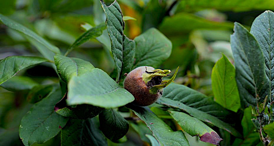Nespola immatura