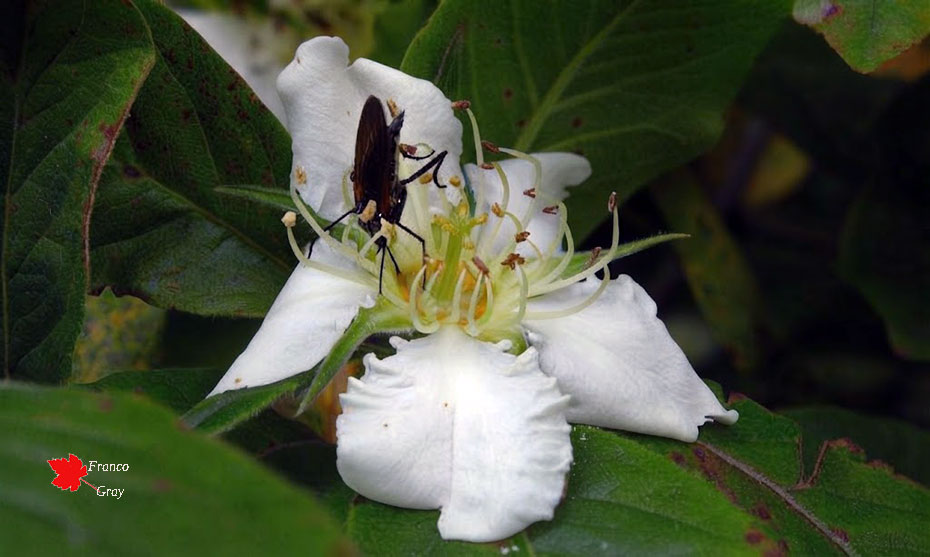 Fiore di nesplo