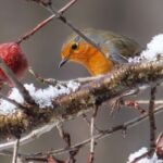 Pettirosso tra i rami di un nespolo carico di frutti