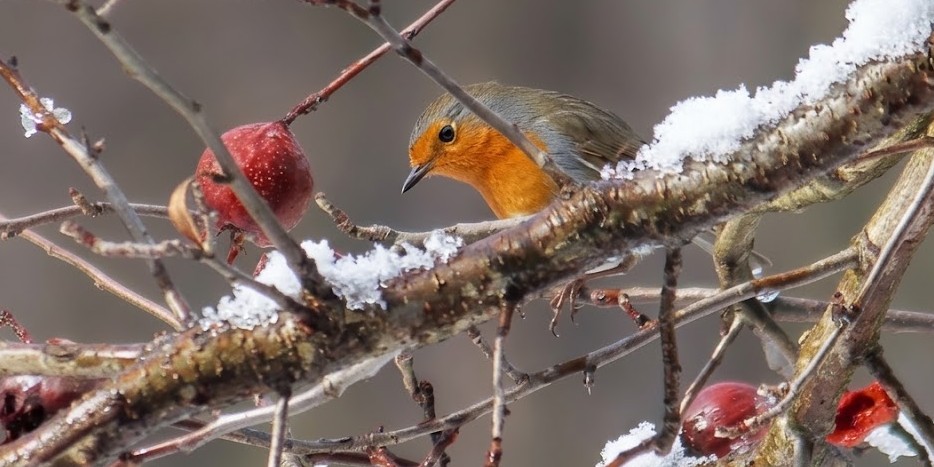 Pettirosso tra i rami di un nespolo carico di frutti